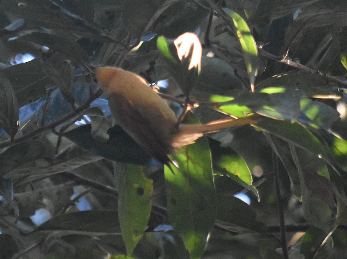 Buff-fronted Foliage-gleaner - ML642622120