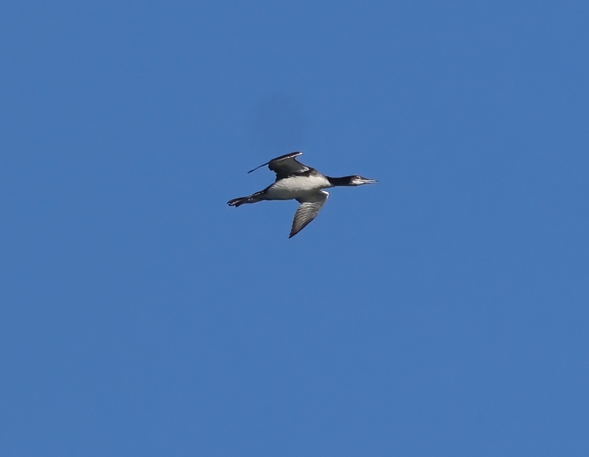 Common Loon - ML642622122