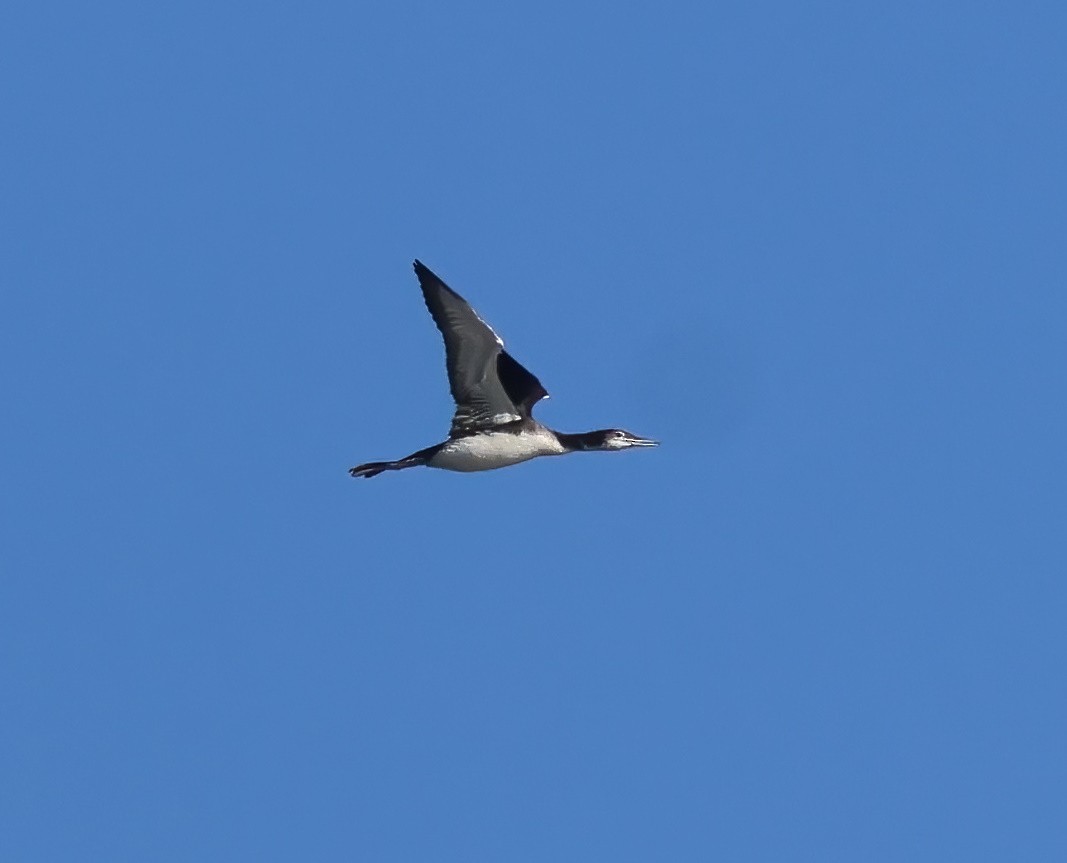 Common Loon - ML642622123