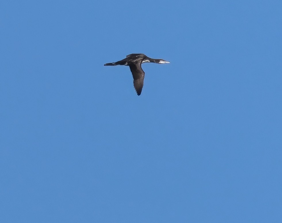 Common Loon - ML642622124