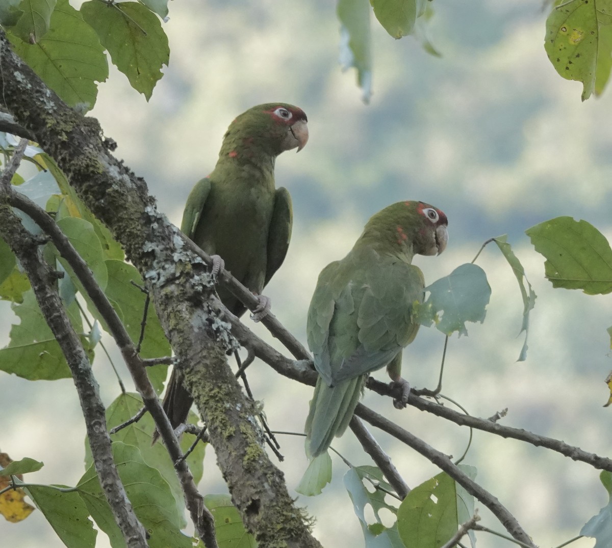 Mitred Parakeet - ML642622141