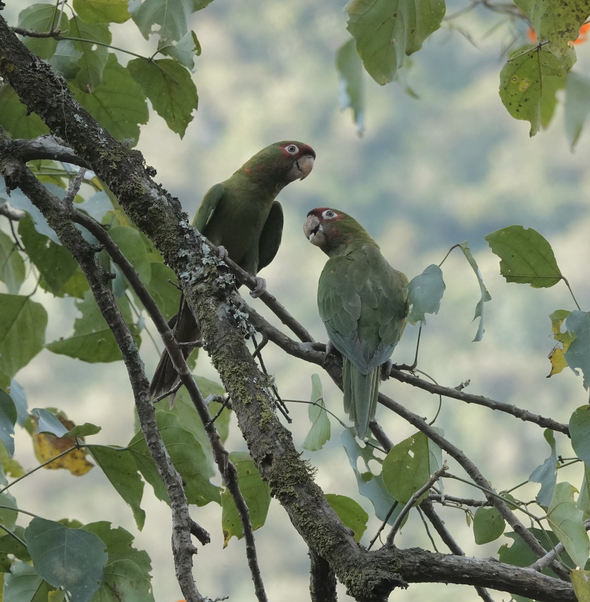 Mitred Parakeet - ML642622142