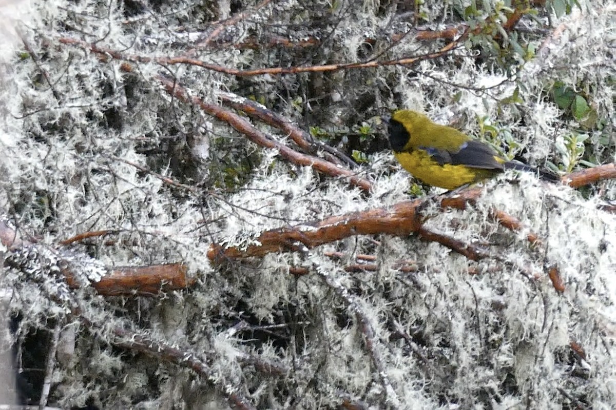 Masked Mountain Tanager - ML642622169