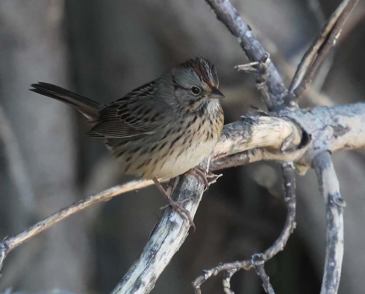 Lincoln's Sparrow - ML642622190
