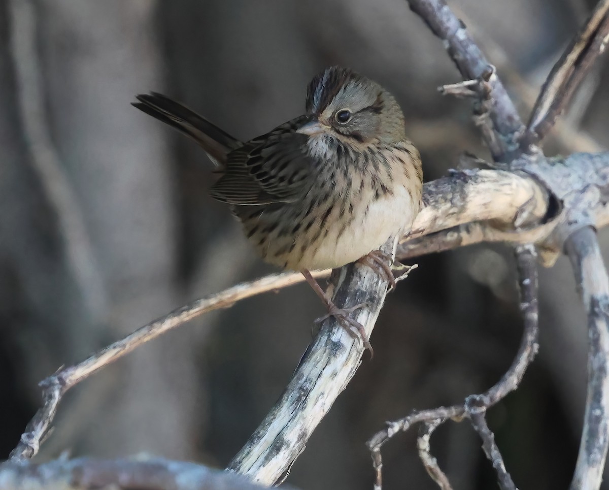 Lincoln's Sparrow - ML642622191