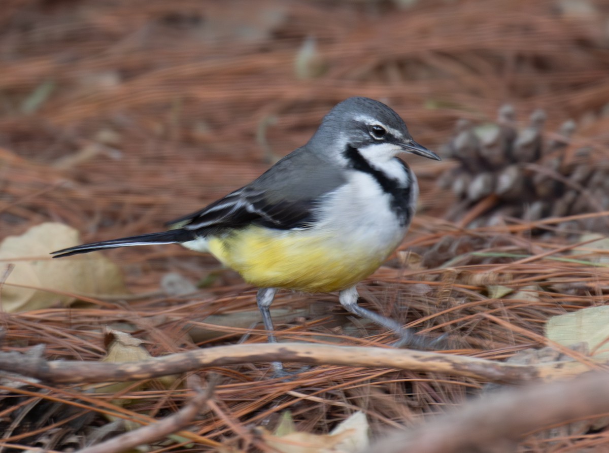 Madagascar Wagtail - ML642622199