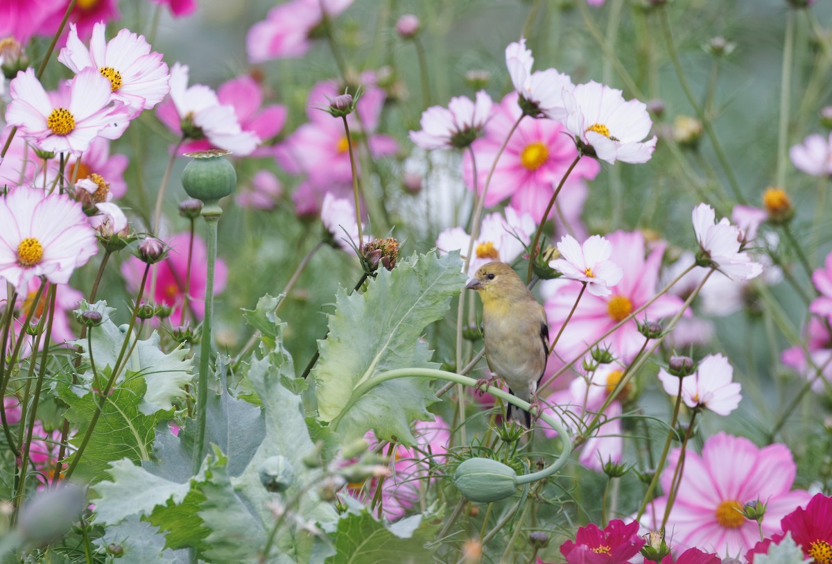 American Goldfinch - ML642622215