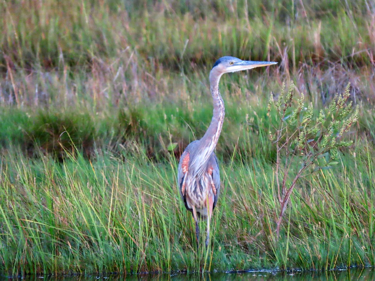 Great Blue Heron - ML642622217