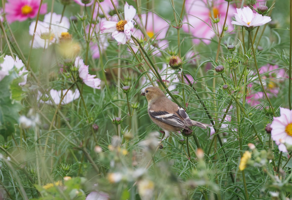 American Goldfinch - ML642622221