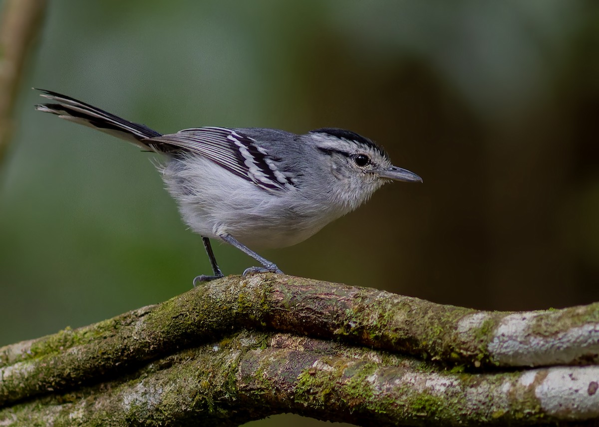 Black-capped Antwren - ML642622229