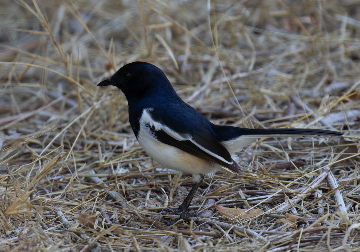 Madagascar Magpie-Robin - ML642622237