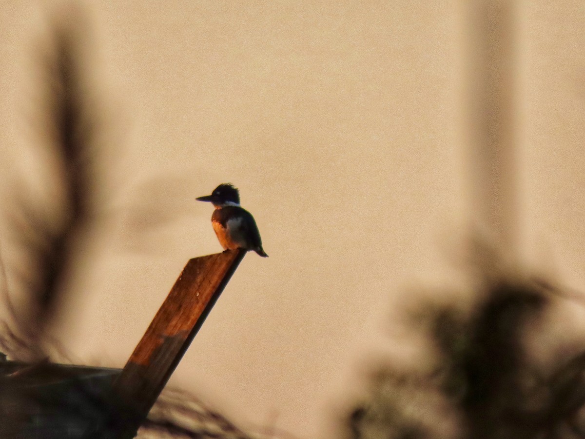 Belted Kingfisher - ML642622241