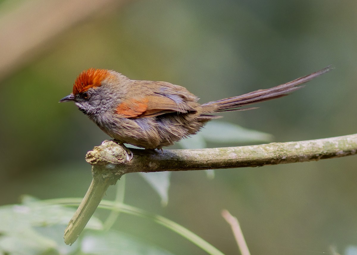 Spix's Spinetail - ML642622242