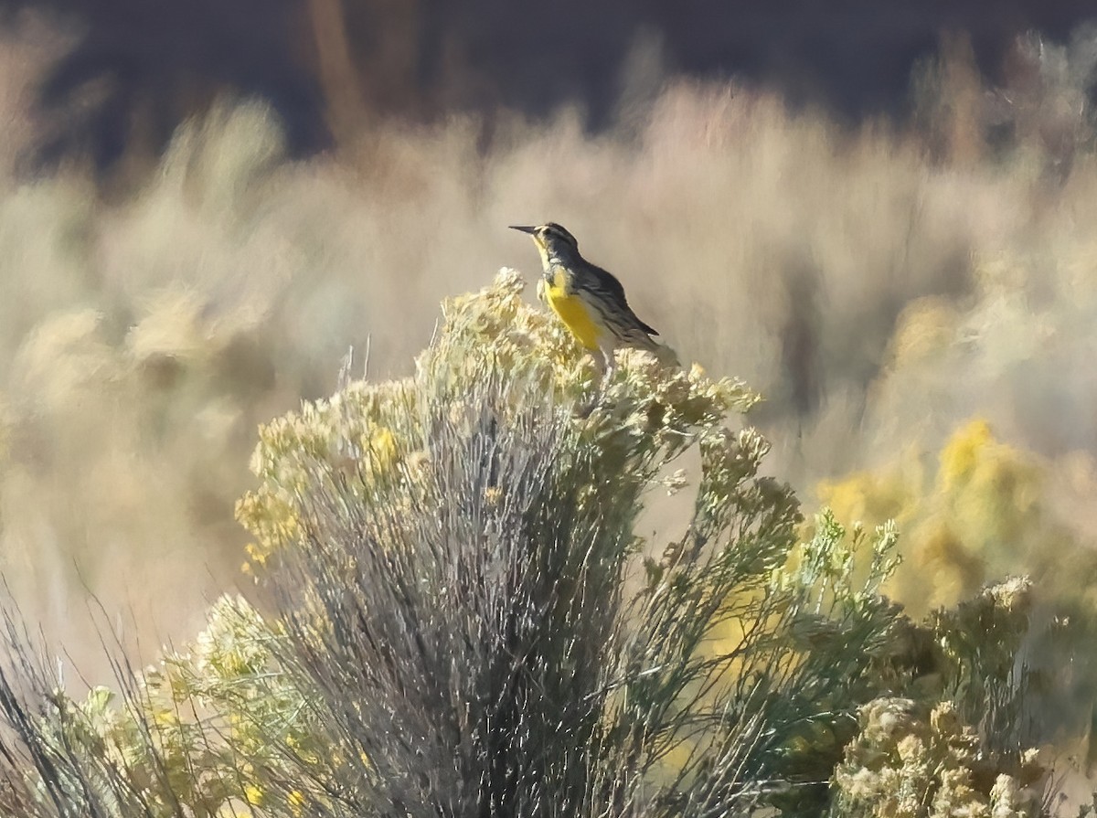 Western Meadowlark - ML642622258