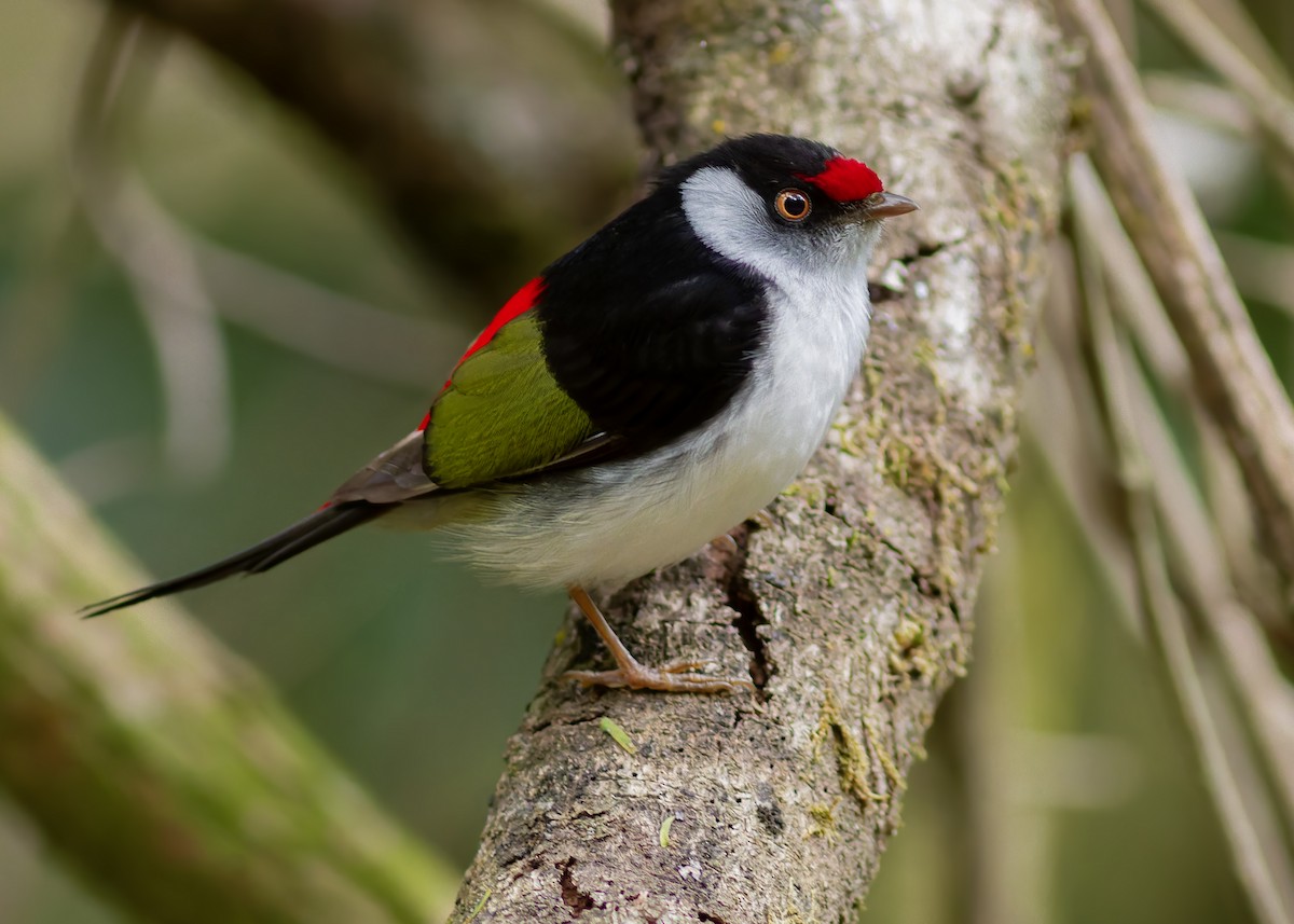 Pin-tailed Manakin - ML642622259