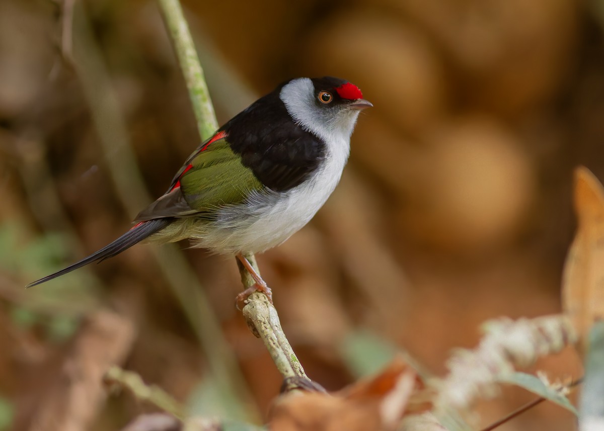 Pin-tailed Manakin - ML642622260