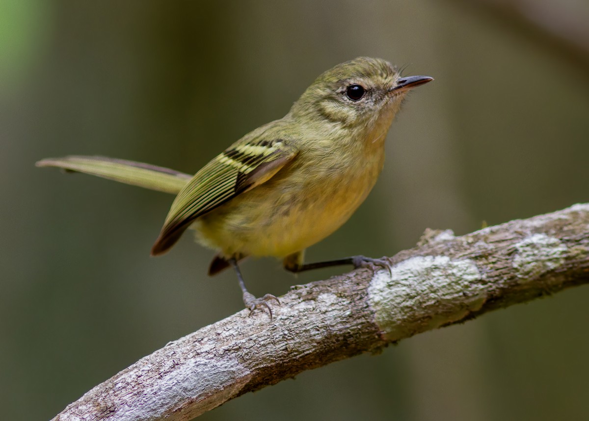 Mottle-cheeked Tyrannulet - ML642622305