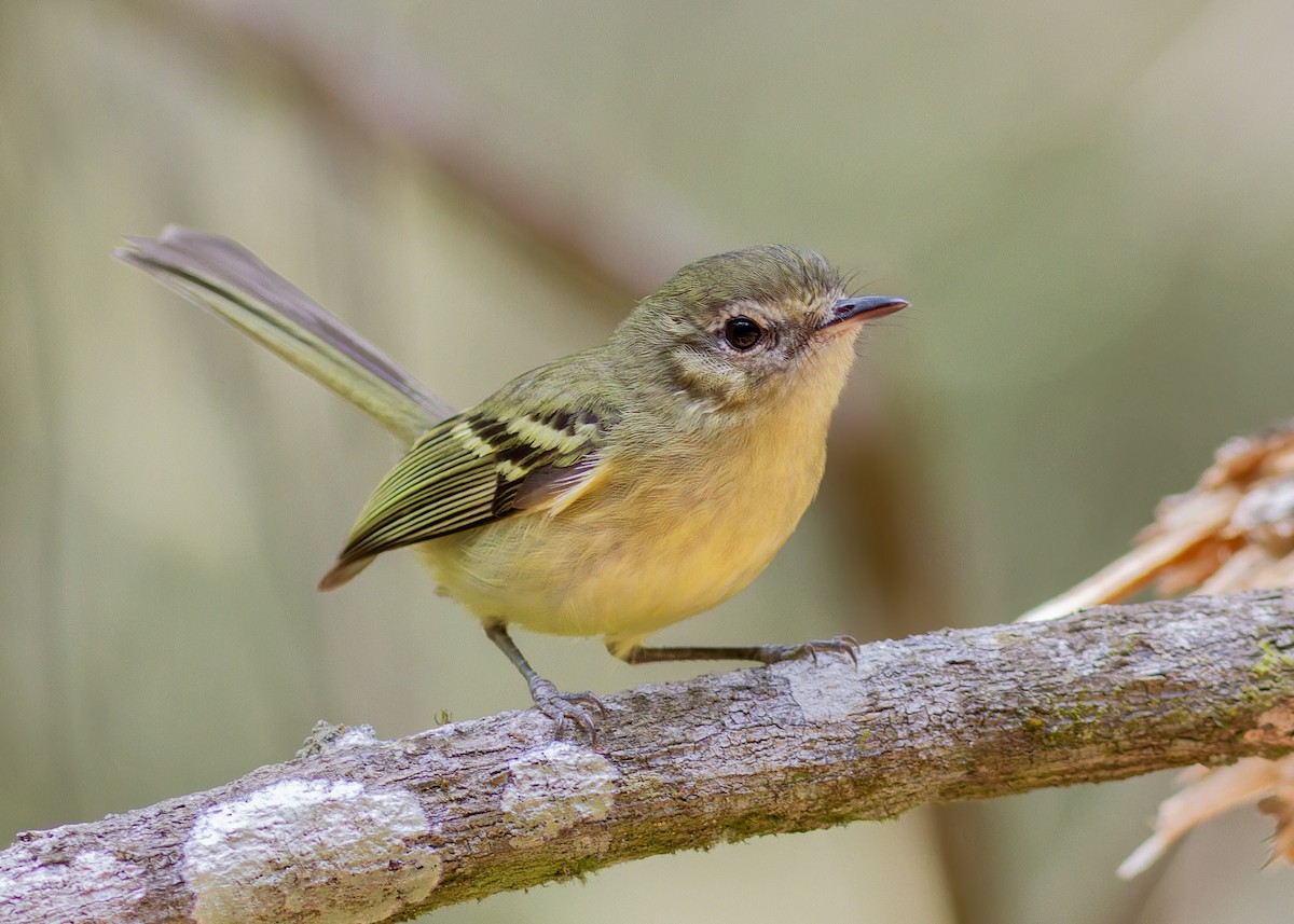 Mottle-cheeked Tyrannulet - ML642622306