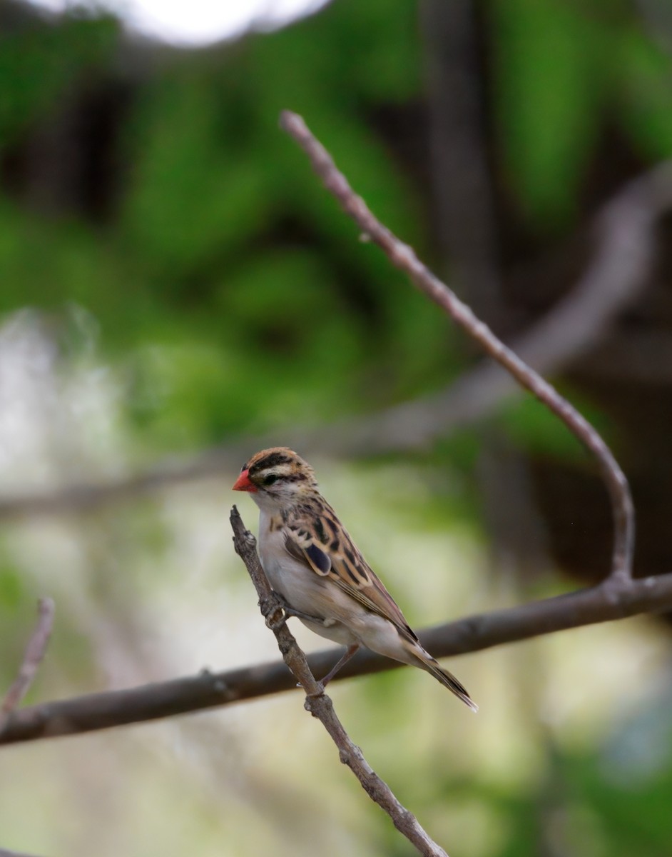 Pin-tailed Whydah - ML642622316