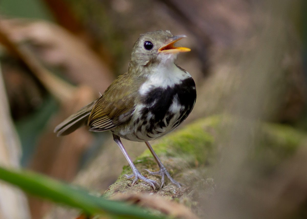 Southern Antpipit - ML642622319