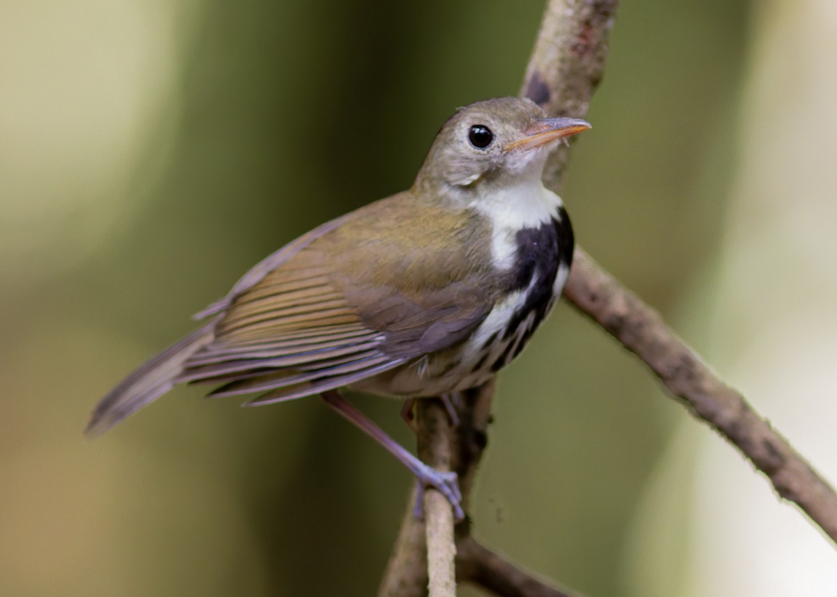 Southern Antpipit - ML642622320