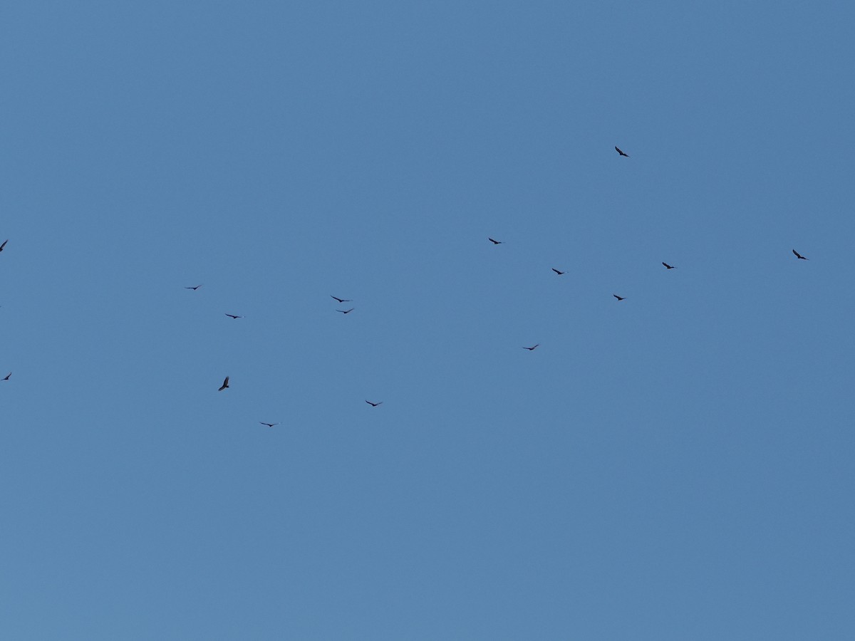 Turkey Vulture - ML642622322
