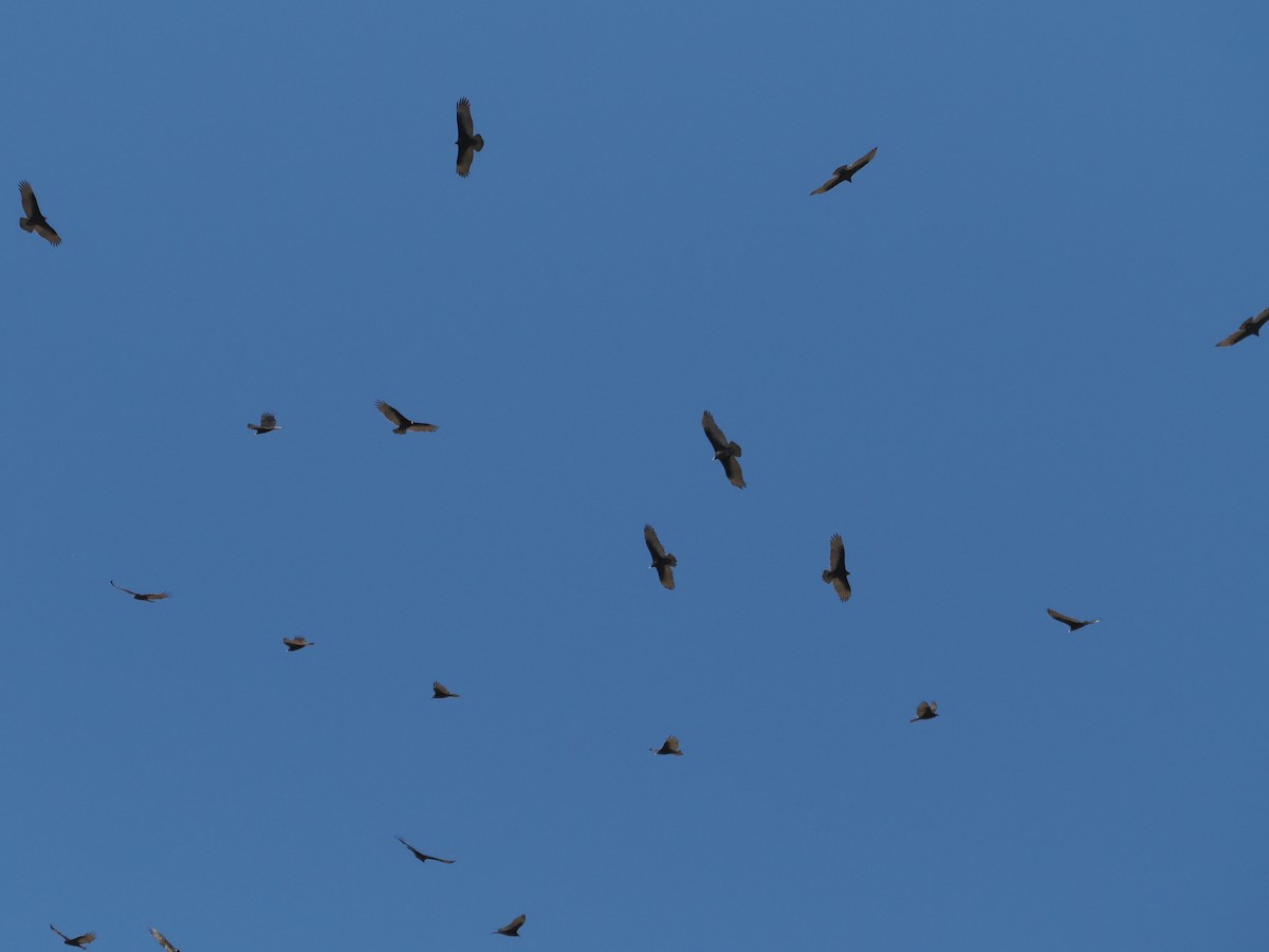 Turkey Vulture - ML642622323