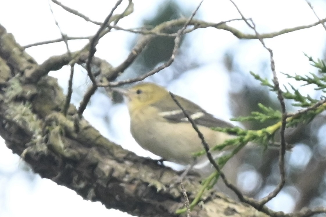 Bay-breasted Warbler - ML642622331