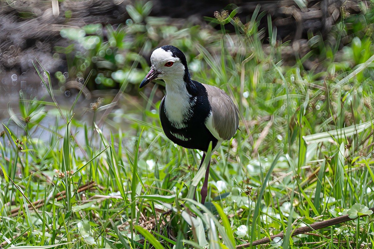 Long-toed Lapwing - ML642622355
