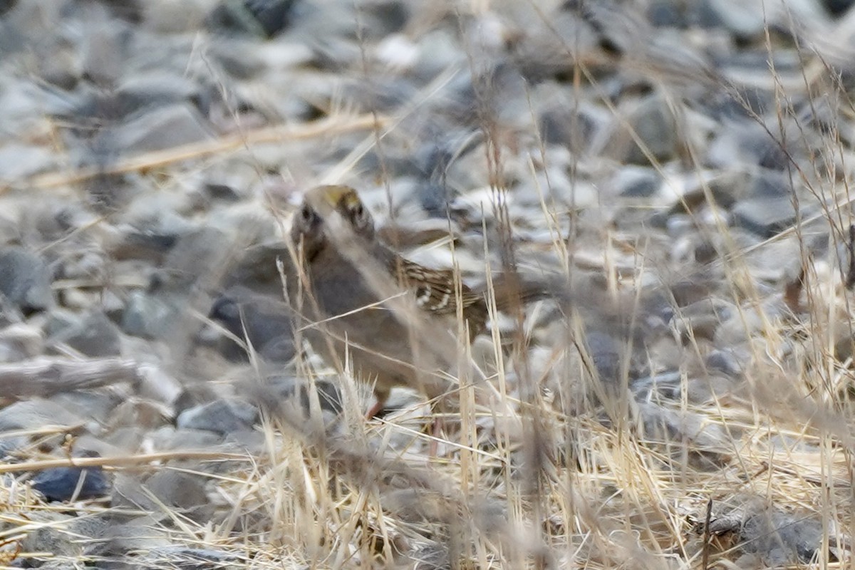Golden-crowned Sparrow - ML642622371