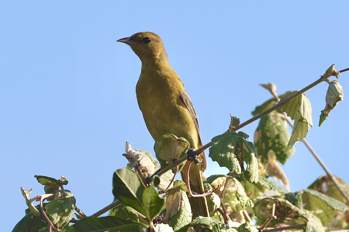 Orchard Oriole - ML642622373