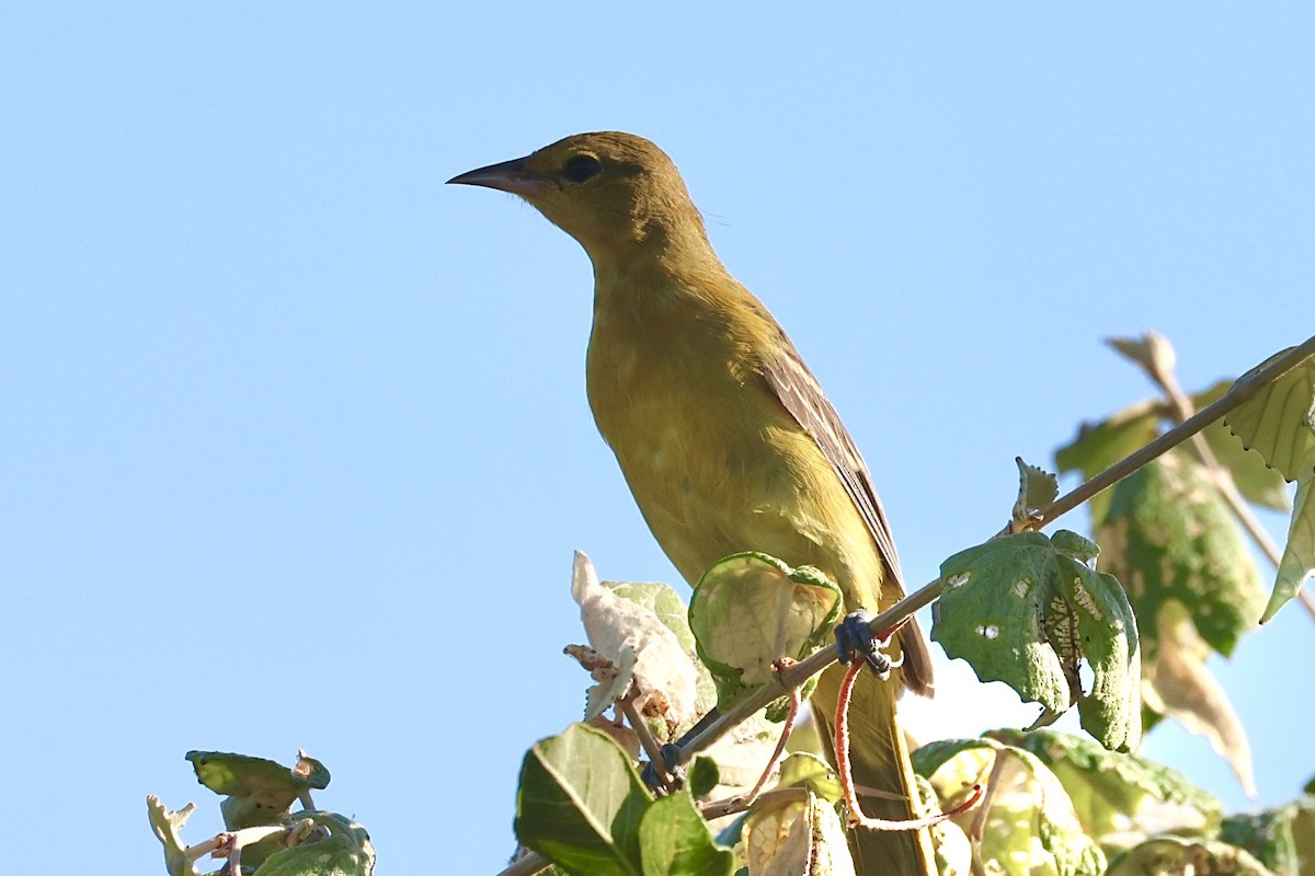 Orchard Oriole - ML642622374