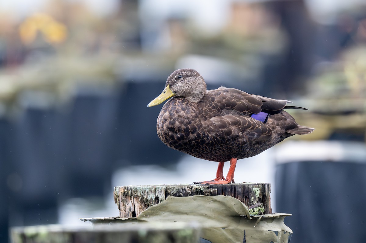American Black Duck - ML642622390