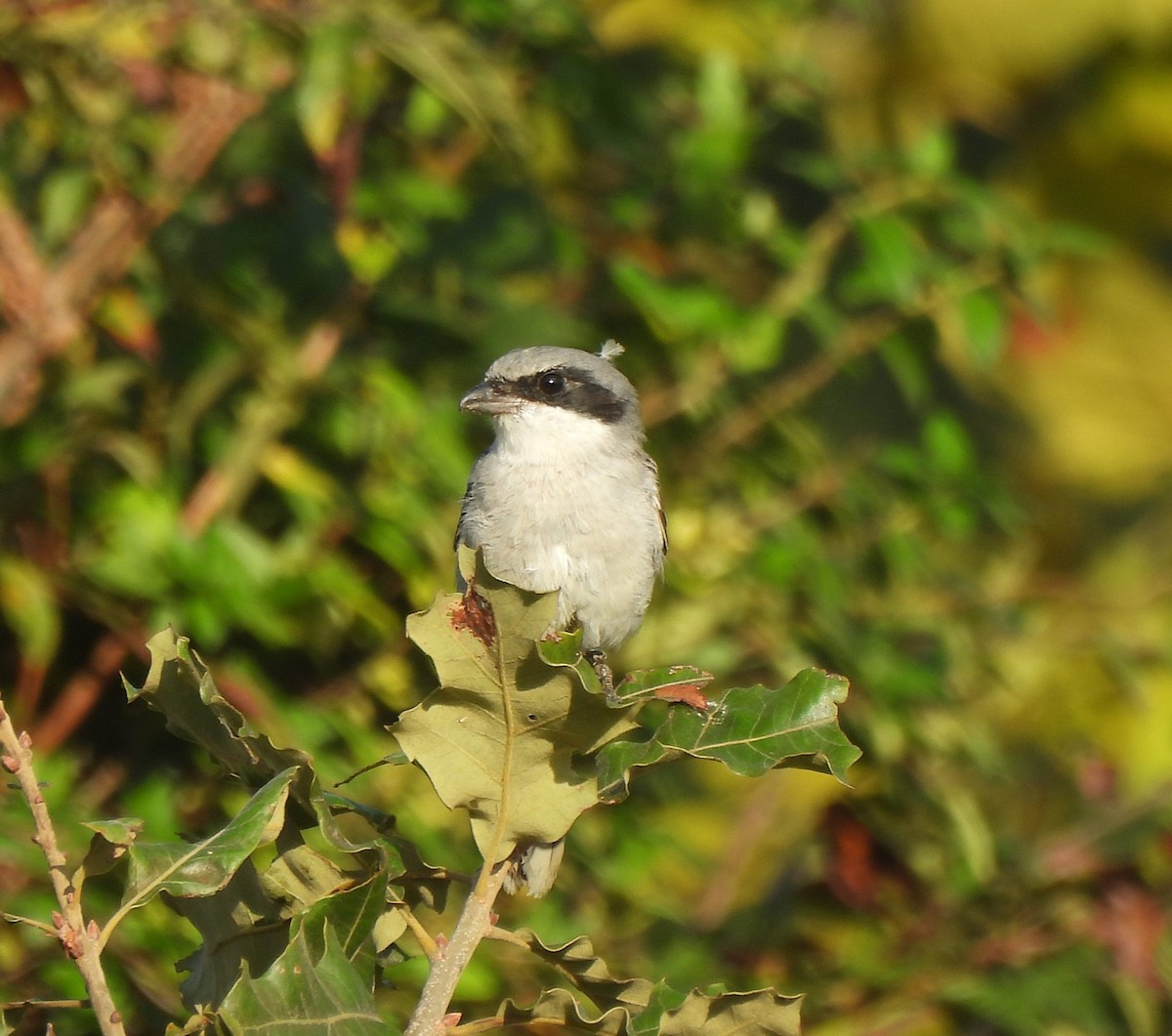 Loggerhead Shrike - ML642622399