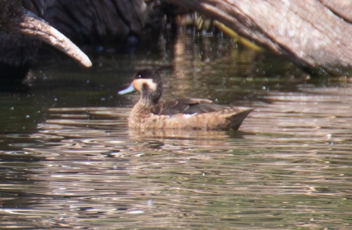 Blue-billed Teal - ML642622400