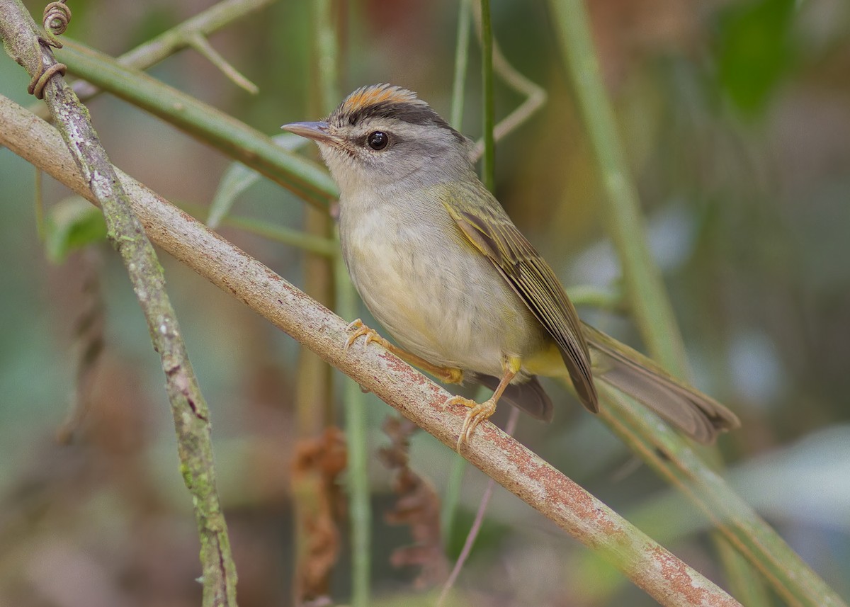 Golden-crowned Warbler - ML642622422