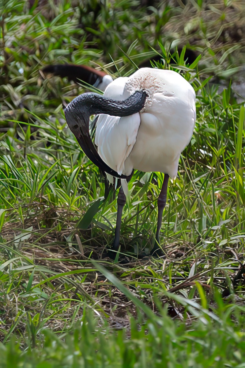 ibis posvátný - ML642622428