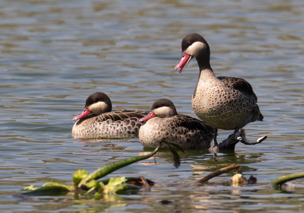 Red-billed Duck - ML642622431