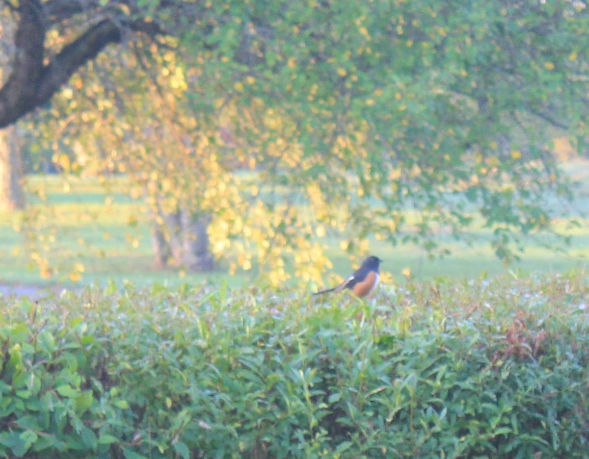 Eastern Towhee - ML642622437