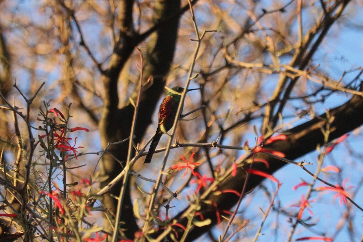 Red-tailed Comet - ML642622447
