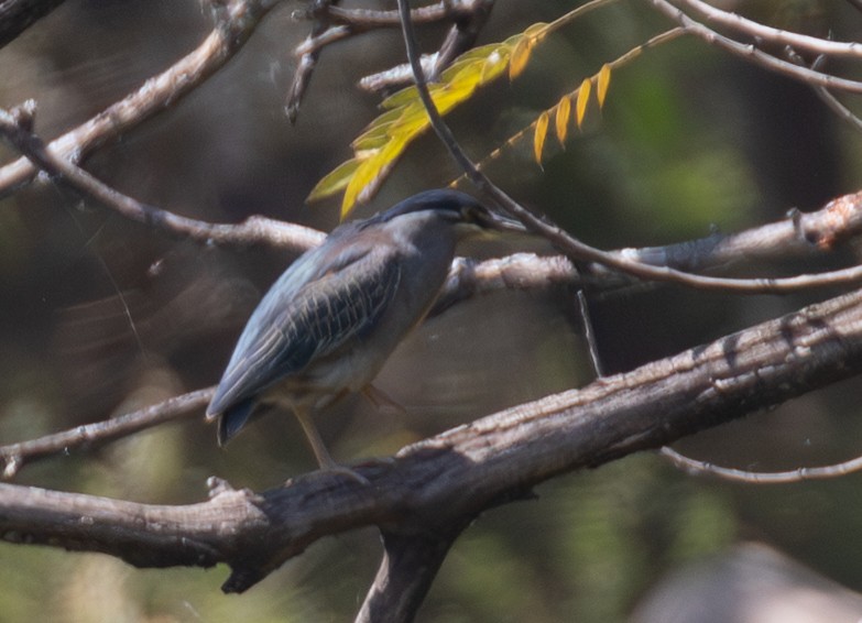 Striated Heron - ML642622458