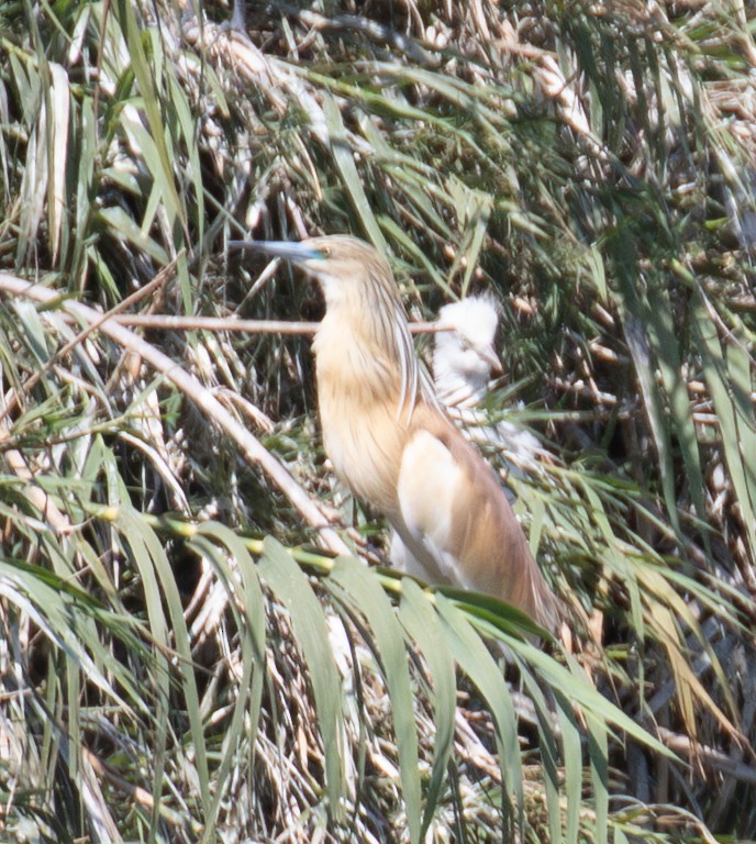 Squacco Heron - ML642622472