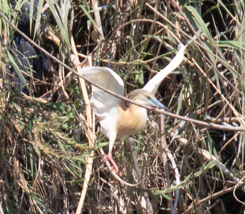Squacco Heron - ML642622473