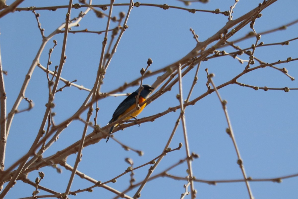 Blue-and-yellow Tanager - ML642622491