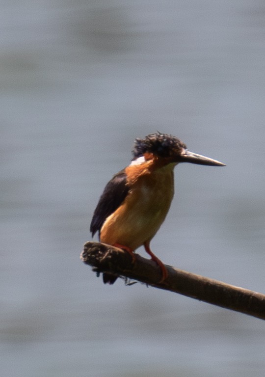 Malagasy Kingfisher - ML642622494