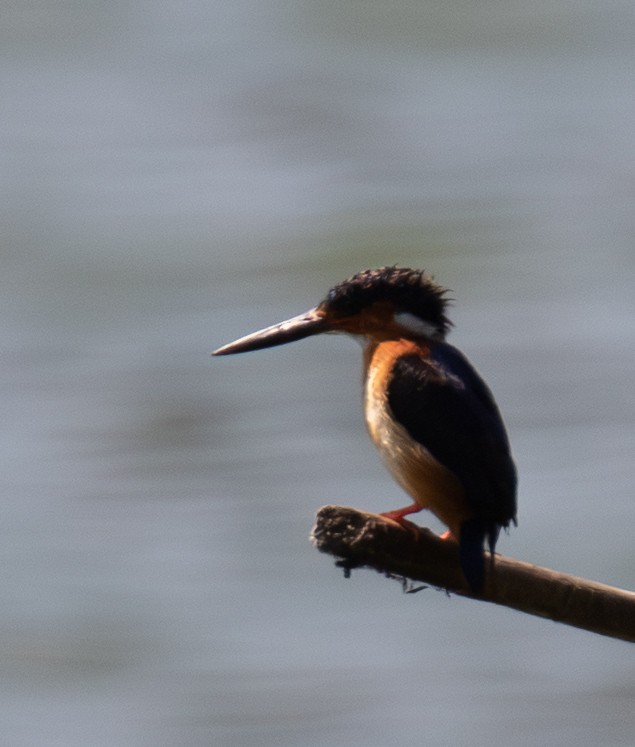 Malagasy Kingfisher - ML642622495