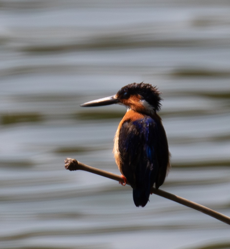 Malagasy Kingfisher - ML642622496