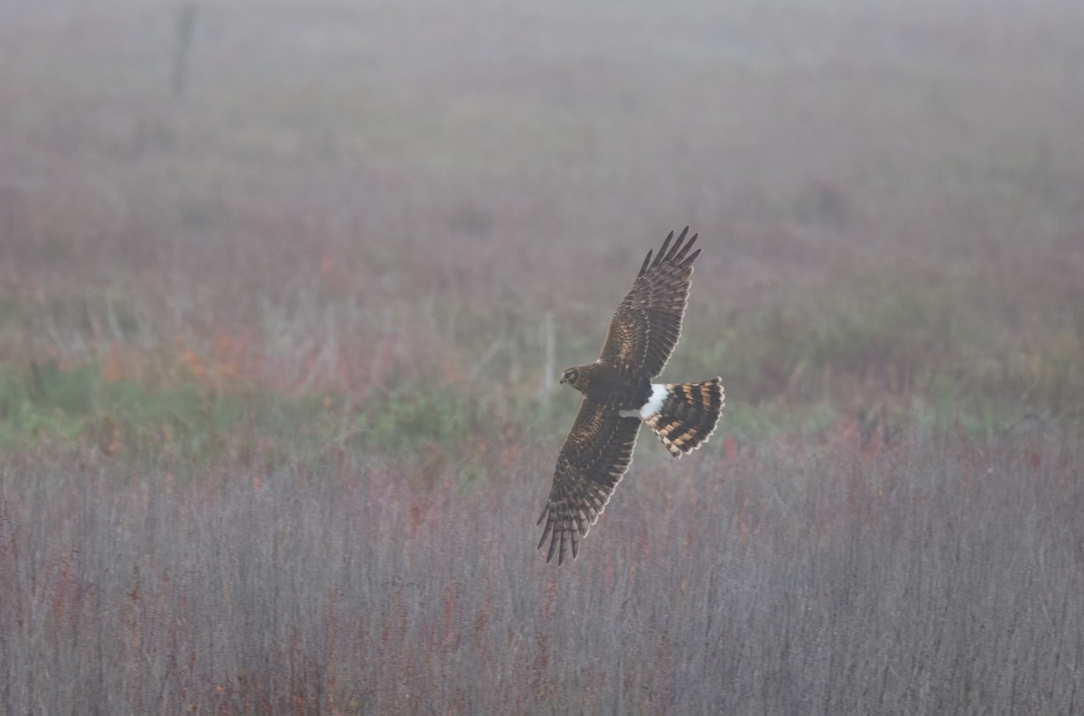 Northern Harrier - ML642622497