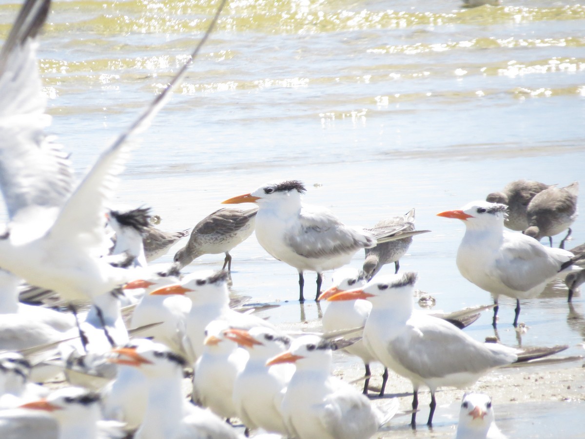 Royal Tern - ML642622498