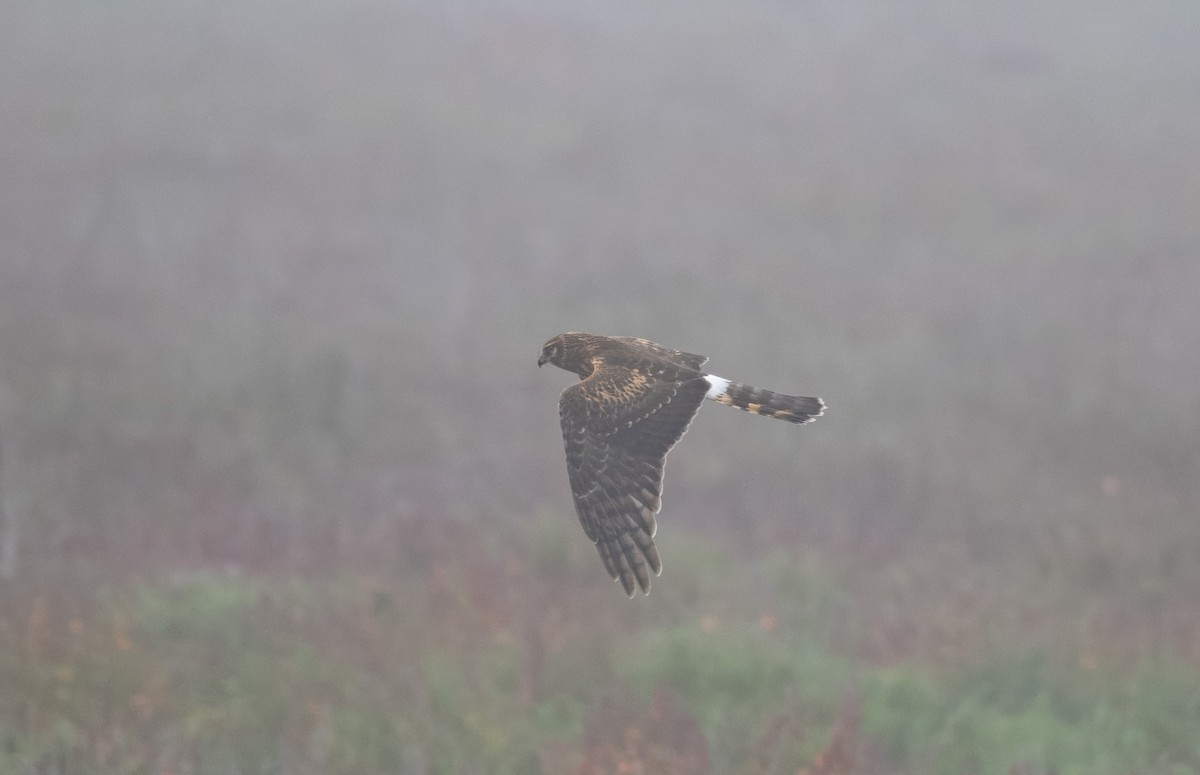 Northern Harrier - ML642622504